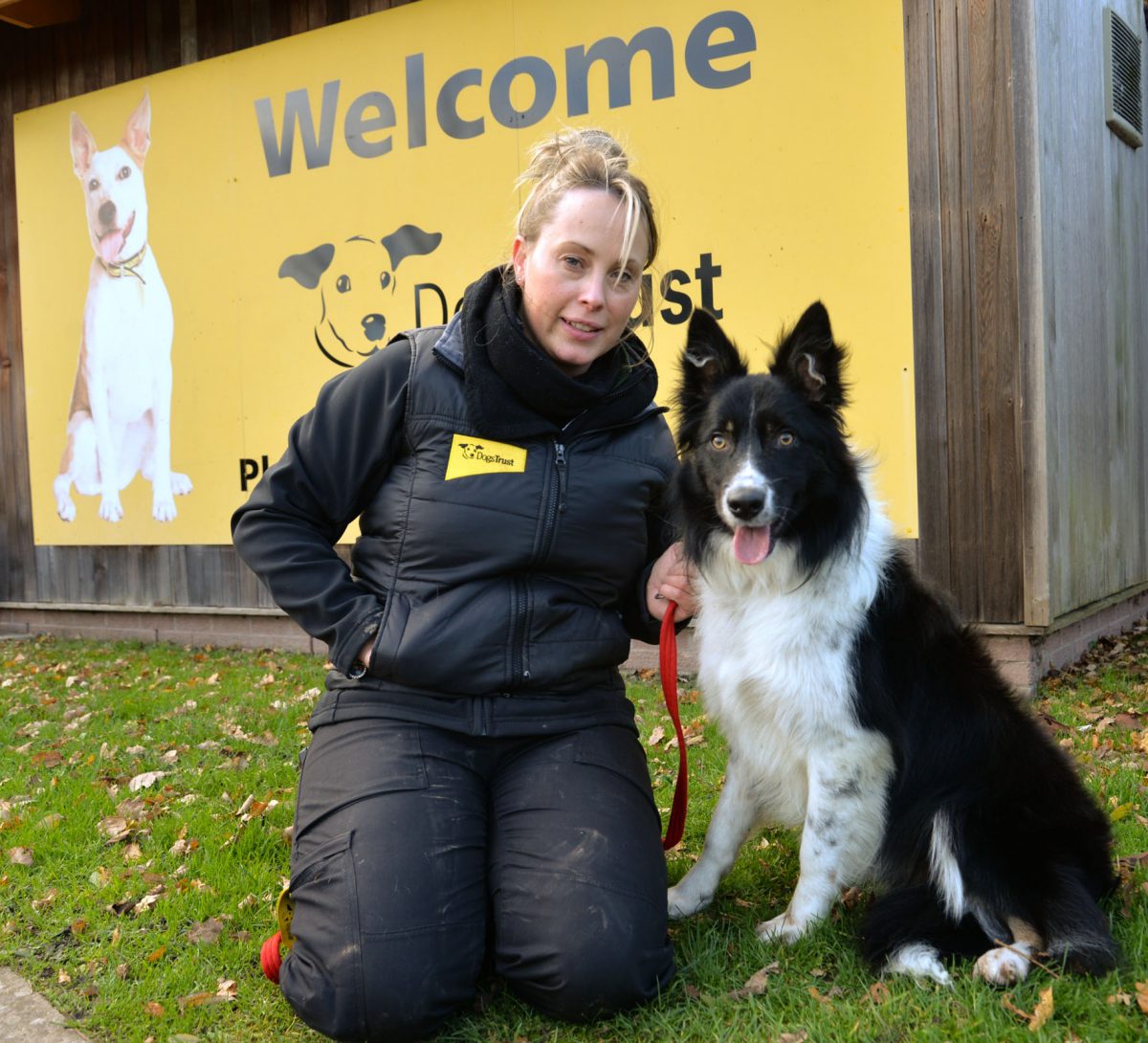 Dog rehoming centre prepares for unwanted dogs influx The Stratford